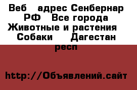 Веб – адрес Сенбернар.РФ - Все города Животные и растения » Собаки   . Дагестан респ.